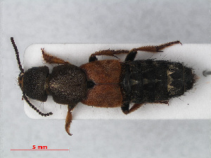  (Platydracus chalcocephalus - RMNH.INS.536116)  @14 [ ] CreativeCommons - Attribution Non-Commercial Share-Alike (2012) Unspecified Naturalis, Biodiversity Centre