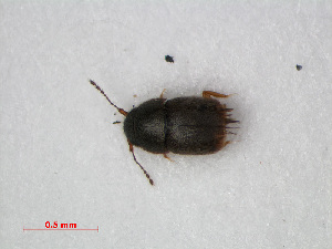  ( - RMNH.INS.536145)  @11 [ ] CreativeCommons - Attribution Non-Commercial Share-Alike (2012) Unspecified Naturalis, Biodiversity Centre