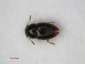  (Ptenidium - RMNH.INS.536154)  @14 [ ] CreativeCommons - Attribution Non-Commercial Share-Alike (2012) Unspecified Naturalis, Biodiversity Centre