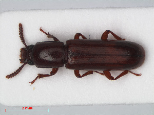  (Corticeus unicolor - RMNH.INS.536162)  @14 [ ] CreativeCommons - Attribution Non-Commercial Share-Alike (2012) Unspecified Naturalis, Biodiversity Centre