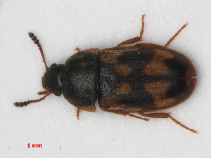  (Litargus connexus - RMNH.INS.536172)  @14 [ ] CreativeCommons - Attribution Non-Commercial Share-Alike (2012) Unspecified Naturalis, Biodiversity Centre