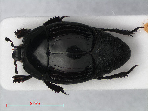  (Margarinotus brunneus - RMNH.INS.536189)  @13 [ ] CreativeCommons - Attribution Non-Commercial Share-Alike (2012) Unspecified Naturalis, Biodiversity Centre