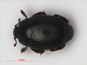  ( - RMNH.INS.536203)  @11 [ ] CreativeCommons - Attribution Non-Commercial Share-Alike (2012) Unspecified Naturalis, Biodiversity Centre
