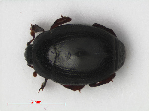  ( - RMNH.INS.536204)  @11 [ ] CreativeCommons - Attribution Non-Commercial Share-Alike (2012) Unspecified Naturalis, Biodiversity Centre