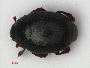  (Dendrophilus punctatus - RMNH.INS.536205)  @15 [ ] CreativeCommons - Attribution Non-Commercial Share-Alike (2012) Unspecified Naturalis, Biodiversity Centre