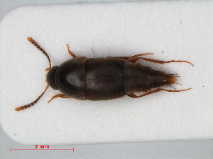  (Sepedophilus testaceus - RMNH.INS.536208)  @14 [ ] CreativeCommons - Attribution Non-Commercial Share-Alike (2012) Unspecified Naturalis, Biodiversity Centre