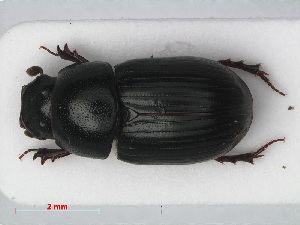  (Agrilinus ater - RMNH.INS.536219)  @15 [ ] CreativeCommons - Attribution Non-Commercial Share-Alike (2012) Unspecified Naturalis, Biodiversity Centre