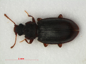  ( - RMNH.INS.536278)  @12 [ ] CreativeCommons - Attribution Non-Commercial Share-Alike (2012) Unspecified Naturalis, Biodiversity Centre