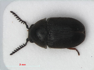  (Xyletinus laticollis - RMNH.INS.536372)  @14 [ ] CreativeCommons - Attribution Non-Commercial Share-Alike (2012) Unspecified Naturalis, Biodiversity Centre
