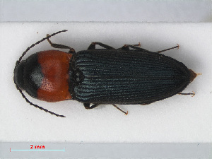  (Cardiophorus ruficollis - RMNH.INS.536403)  @13 [ ] CreativeCommons - Attribution Non-Commercial Share-Alike (2012) Unspecified Naturalis, Biodiversity Centre