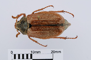  ( - RMNH.INS.536404)  @13 [ ] CreativeCommons - Attribution Non-Commercial Share-Alike (2012) Unspecified Naturalis, Biodiversity Centre