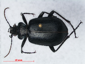  (Calosoma - RMNH.INS.536405)  @15 [ ] CreativeCommons - Attribution Non-Commercial Share-Alike (2012) Unspecified Naturalis, Biodiversity Centre