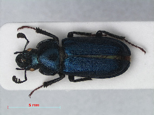  (Platycerus caraboides - RMNH.INS.536408)  @14 [ ] CreativeCommons - Attribution Non-Commercial Share-Alike (2012) Unspecified Naturalis, Biodiversity Centre