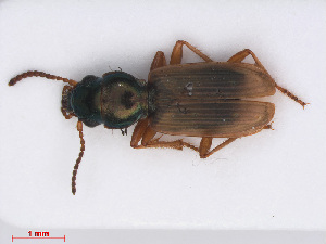  (Bembidion laterale - RMNH.INS.542800)  @13 [ ] CreativeCommons - Attribution Non-Commercial Share-Alike (2013) Unspecified Naturalis Biodiversity Center