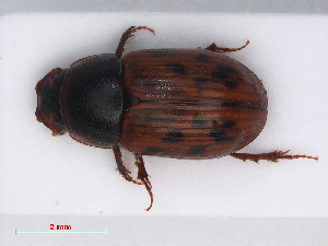  (Limarus maculatus - RMNH.INS.542821)  @13 [ ] CreativeCommons - Attribution Non-Commercial Share-Alike (2013) Unspecified Naturalis Biodiversity Center