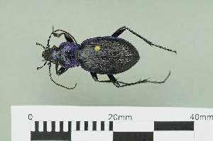  (Carabus problematicus - RMNH.INS.543014)  @14 [ ] CreativeCommons - Attribution Non-Commercial Share-Alike (2013) Unspecified Naturalis Biodiversity Center