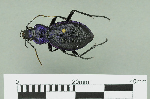  (Carabus problematicus - RMNH.INS.543016)  @14 [ ] CreativeCommons - Attribution Non-Commercial Share-Alike (2013) Unspecified Naturalis Biodiversity Center