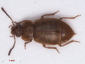  (Anthobium unicolor - RMNH.INS.543049)  @14 [ ] CreativeCommons - Attribution Non-Commercial Share-Alike (2013) Unspecified Naturalis Biodiversity Center