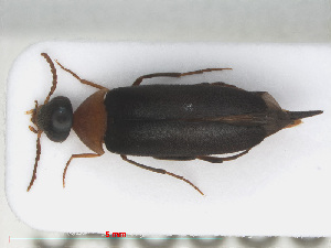  (Mordellochroa abdominalis - RMNH.INS.543080)  @14 [ ] CreativeCommons - Attribution Non-Commercial Share-Alike (2013) Unspecified Naturalis Biodiversity Center