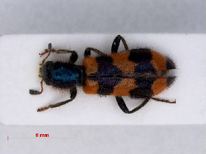  ( - RMNH.INS.543082)  @13 [ ] CreativeCommons - Attribution Non-Commercial Share-Alike (2013) Unspecified Naturalis Biodiversity Center