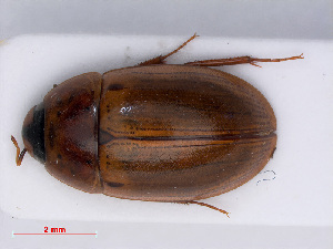  ( - RMNH.INS.543146)  @11 [ ] CreativeCommons - Attribution Non-Commercial Share-Alike (2013) Unspecified Naturalis Biodiversity Center