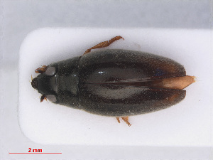  (Orectochilus villosus - RMNH.INS.543325)  @14 [ ] CreativeCommons - Attribution Non-Commercial Share-Alike (2013) Unspecified Naturalis Biodiversity Center