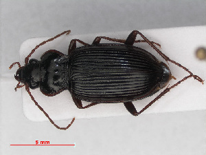  (Nebria brevicollis - RMNH.INS.552650)  @14 [ ] CreativeCommons - Attribution Non-Commercial Share-Alike (2013) Unspecified Naturalis Biodiversity Center
