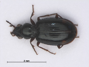  (Bembidion doris - RMNH.INS.555753)  @14 [ ] CreativeCommons - Attribution Non-Commercial Share-Alike (2013) Unspecified Naturalis Biodiversity Center