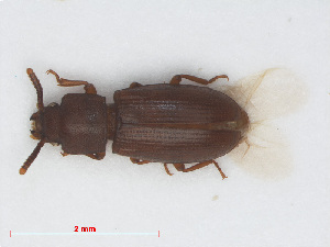  (Palorus depressus - RMNH.INS.555824)  @14 [ ] CreativeCommons - Attribution Non-Commercial Share-Alike (2013) Unspecified Naturalis Biodiversity Center