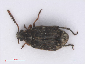  (Bruchidius varius - RMNH.INS.555838)  @14 [ ] CreativeCommons - Attribution Non-Commercial Share-Alike (2013) Unspecified Naturalis Biodiversity Center