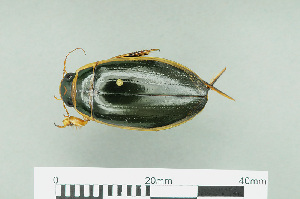  (Dytiscus circumflexus - RMNH.INS.555889)  @13 [ ] CreativeCommons - Attribution Non-Commercial Share-Alike (2013) Unspecified Naturalis Biodiversity Center