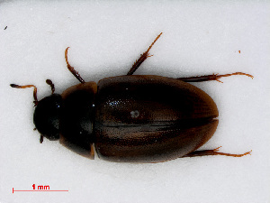  ( - RMNH.INS.555893)  @13 [ ] CreativeCommons - Attribution Non-Commercial Share-Alike (2013) Unspecified Naturalis Biodiversity Center