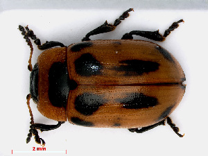  (Gonioctena viminalis - RMNH.INS.555913)  @14 [ ] CreativeCommons - Attribution Non-Commercial Share-Alike (2013) Unspecified Naturalis Biodiversity Center