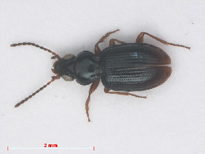  (Bembidion gilvipes - RMNH.INS.555963)  @13 [ ] CreativeCommons - Attribution Non-Commercial Share-Alike (2013) Unspecified Naturalis Biodiversity Center