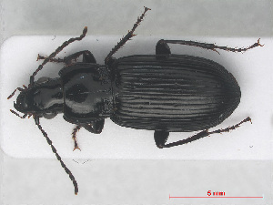  (Pterostichus anthracinus - RMNH.INS.555987)  @14 [ ] CreativeCommons - Attribution Non-Commercial Share-Alike (2013) Unspecified Naturalis Biodiversity Center