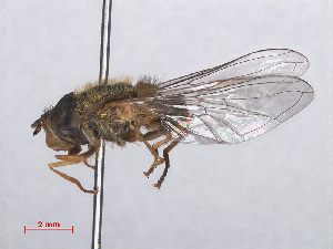  ( - RMNH.INS.547771)  @13 [ ] CreativeCommons - Attribution Non-Commercial Share-Alike (2013) Unspecified Naturalis Biodiversity Center