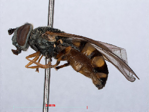  (Platycheirus clypeatus - RMNH.INS.551768)  @14 [ ] CreativeCommons - Attribution Non-Commercial Share-Alike (2013) Unspecified Naturalis Biodiversity Center