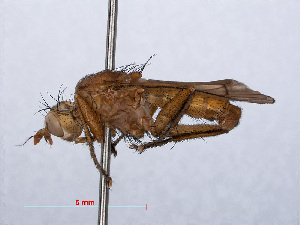  ( - RMNH.INS.551805)  @12 [ ] CreativeCommons - Attribution Non-Commercial Share-Alike (2013) Unspecified Naturalis Biodiversity Center