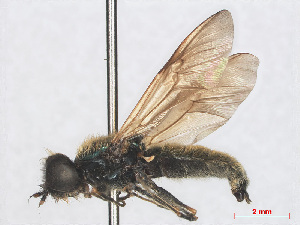  (Chloromyia formosa - RMNH.INS.552079)  @14 [ ] CreativeCommons - Attribution Non-Commercial Share-Alike (2013) Unspecified Naturalis Biodiversity Center