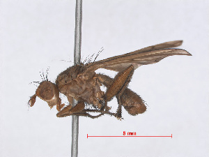  ( - RMNH.INS.559392)  @11 [ ] CreativeCommons - Attribution Non-Commercial Share-Alike (2013) Unspecified Naturalis Biodiversity Center