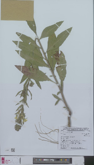  (Oenothera deflexa - L 0896522)  @11 [ ] CreativeCommons - Attribution Non-Commercial Share-Alike (2012) Naturalis Biodiversity center Naturalis Biodiversity center