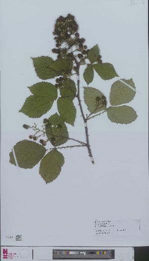  (Rubus aciodonthus - L 0896655)  @11 [ ] CreativeCommons - Attribution Non-Commercial Share-Alike (2012) Naturalis Biodiversity center Naturalis Biodiversity center