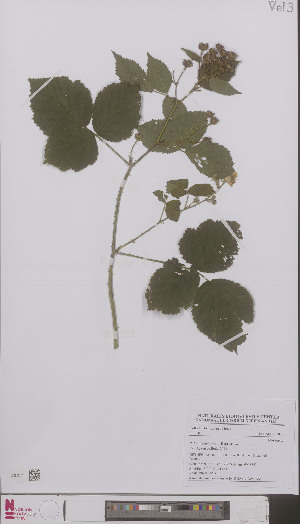  (Rubus dumetorum - L 0896495)  @11 [ ] CreativeCommons - Attribution Non-Commercial Share-Alike (2012) Naturalis Biodiversity center Naturalis Biodiversity center