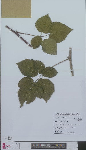  (Rubus cordiformis - L 0896303)  @11 [ ] CreativeCommons - Attribution Non-Commercial Share-Alike (2012) Naturalis Biodiversity center Naturalis Biodiversity center