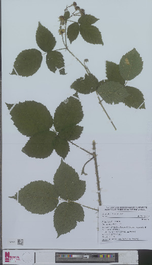  (Rubus luticola - L 0894584)  @11 [ ] CreativeCommons - Attribution Non-Commercial Share-Alike (2012) Naturalis Biodiversity center Naturalis Biodiversity center