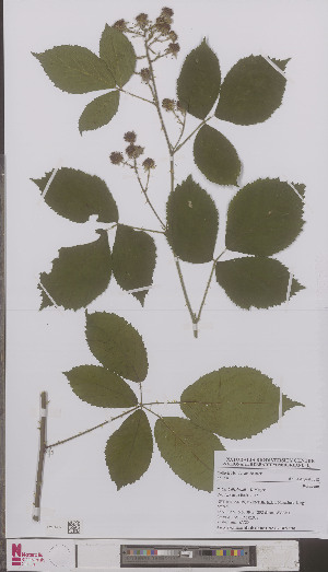 (Rubus beijerinckii - L 0894828)  @11 [ ] CreativeCommons - Attribution Non-Commercial Share-Alike (2012) Naturalis Biodiversity center Naturalis Biodiversity center