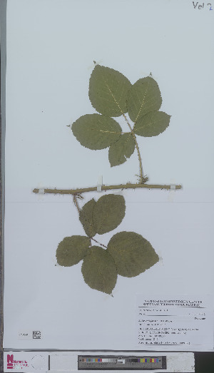  (Rubus calviformis - L 0894653)  @11 [ ] CreativeCommons - Attribution Non-Commercial Share-Alike (2012) Naturalis Biodiversity center Naturalis Biodiversity center