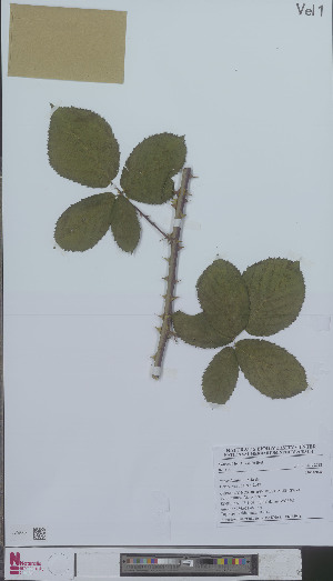  (Rubus longior - L 0894594)  @11 [ ] CreativeCommons - Attribution Non-Commercial Share-Alike (2012) Naturalis Biodiversity center Naturalis Biodiversity center