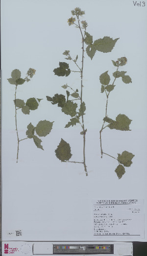  (Rubus imbricatus - L 0896228)  @11 [ ] CreativeCommons - Attribution Non-Commercial Share-Alike (2012) Naturalis Biodiversity center Naturalis Biodiversity center
