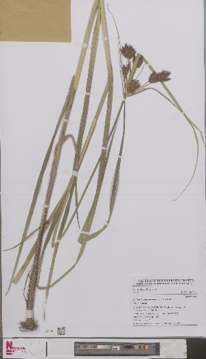 (Bolboschoenus laticarpus - L 0893983)  @11 [ ] CreativeCommons - Attribution Non-Commercial Share-Alike (2012) Naturalis Biodiversity center Naturalis Biodiversity center